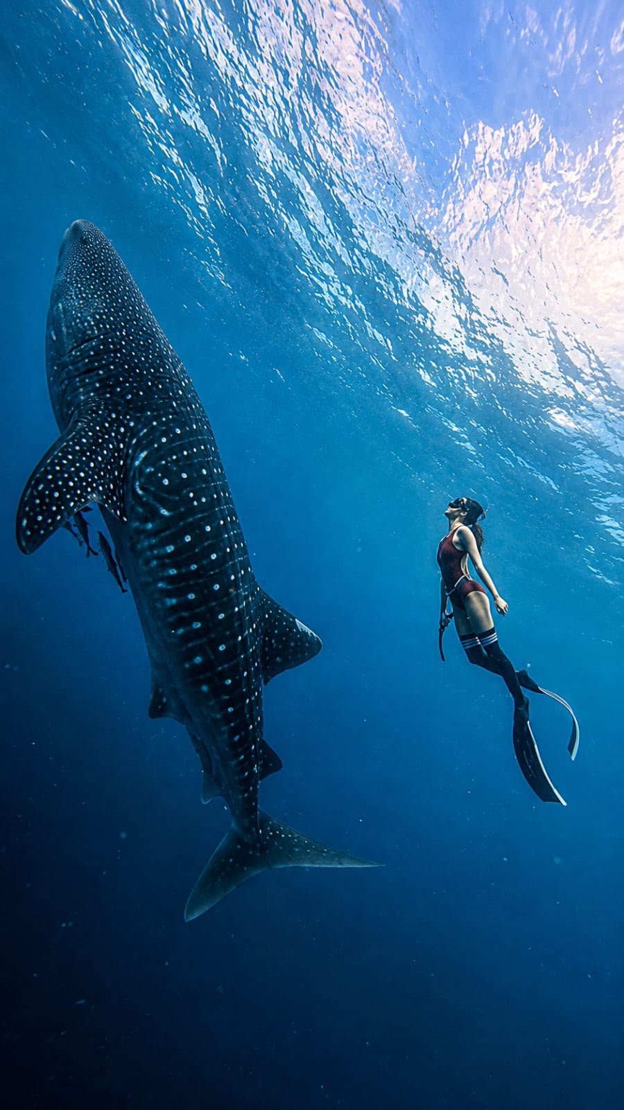 Swim with gentle giants