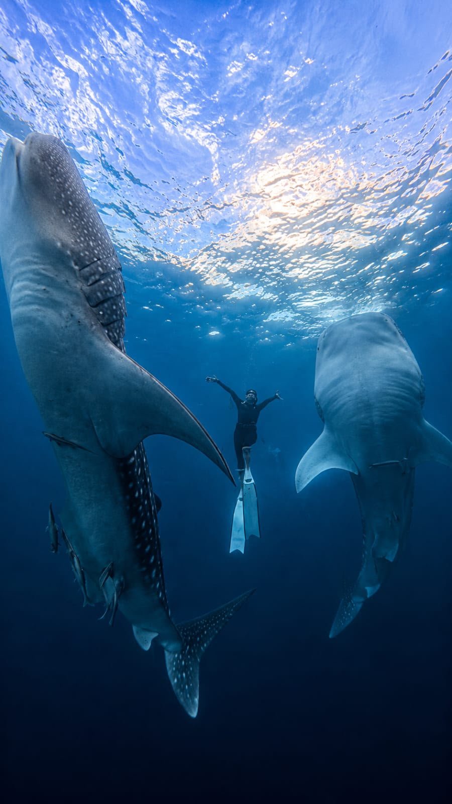 Whale Shark Tour - 2 Days 1 Night